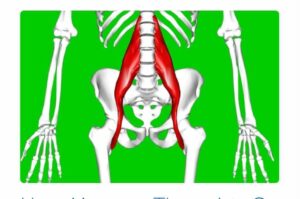 Know More About Psoas Muscle | StudioXPhys Physio Hope Island, Mudgeeraba
