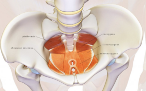 What is Urinary Incontinence? | StudioXPhys Physio Hope Island, Mudgeeraba