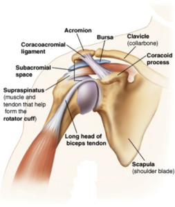 What is Bursitis and How Can I Manage it? | StudioXPhys Physio Hope Island, Mudgeeraba